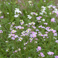 Graines de fleurs - Julienne de Mahon - Malcolmia maritima