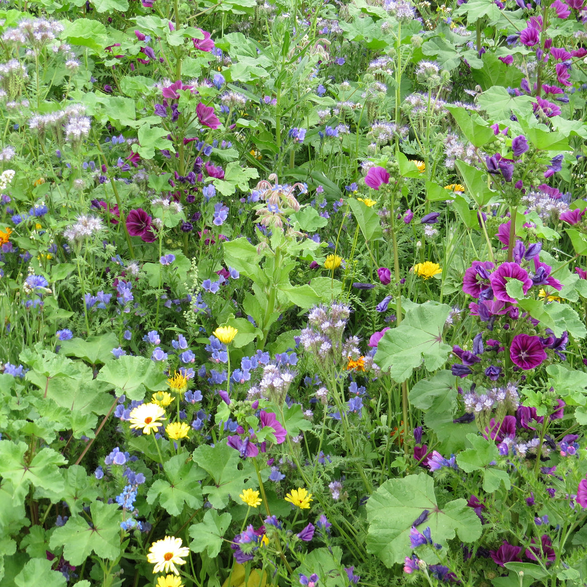 Mélange de fleurs méllifères intensif - Bakker