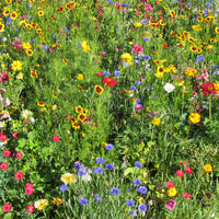 Mélange estival multicolore - Bakker