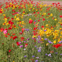 Mélange de fleurs rustiques - Bakker