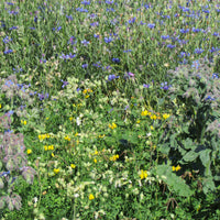 Mélange de fleurs "tout-terrain" - Bakker