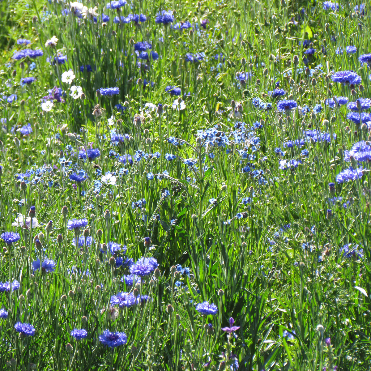 Mélange fleuris  bleu - Bakker
