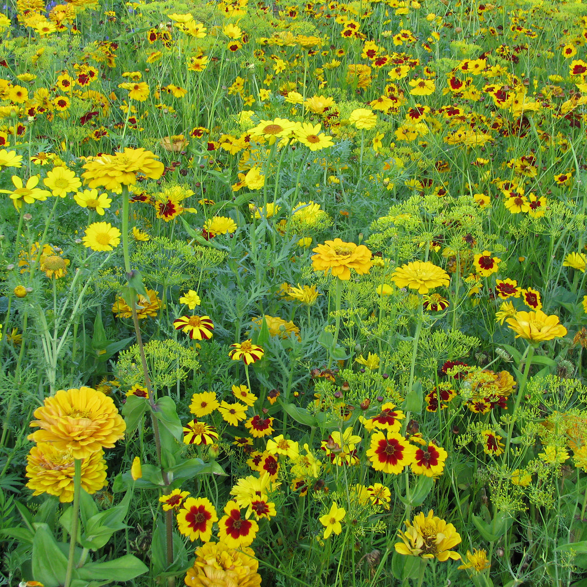 Mélange fleuris doré - Bakker