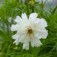 Cosmos double blanc - Cosmos bipinnatus 'Double Dutch White' - Bakker