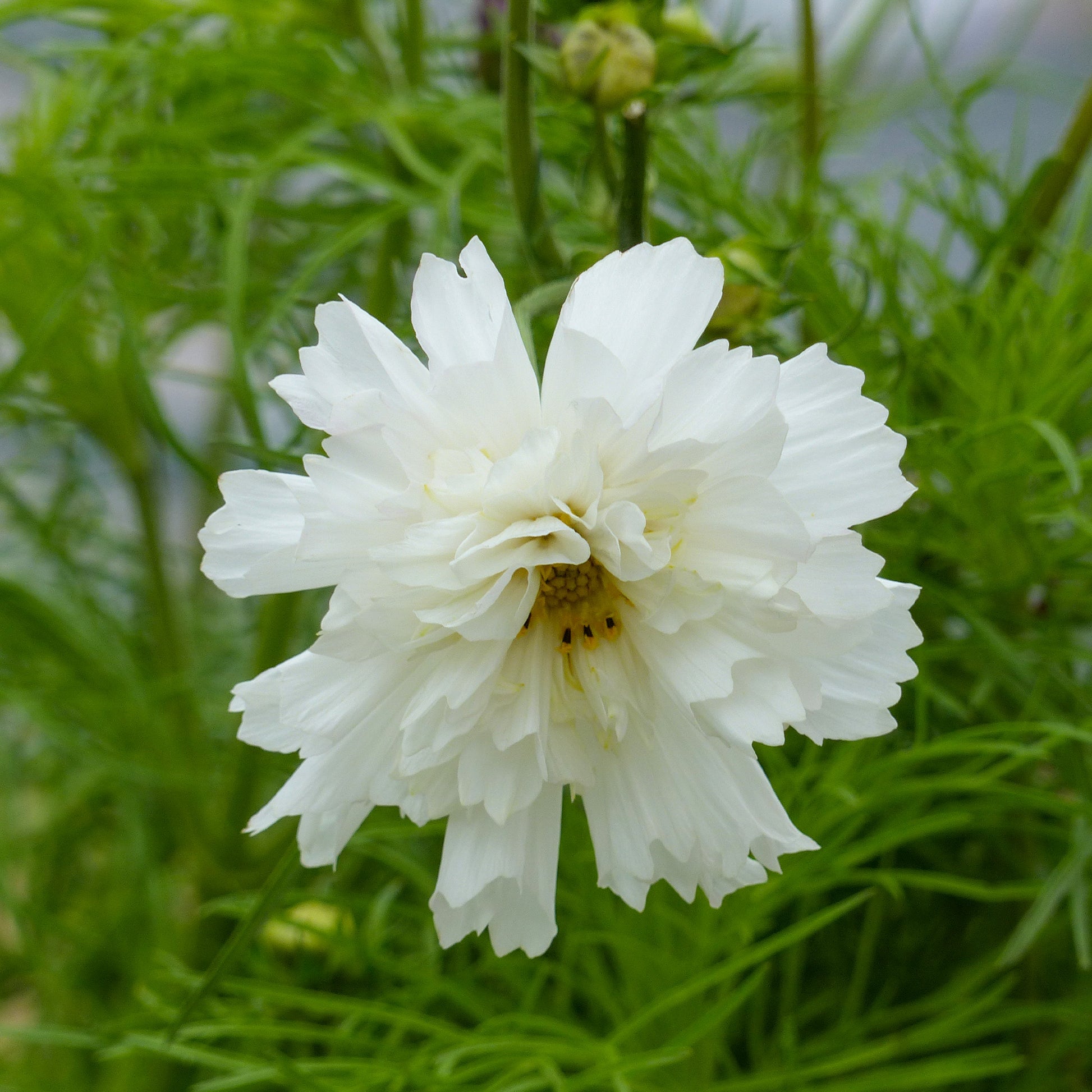 Cosmos double blanc - Cosmos bipinnatus 'Double Dutch White' - Bakker