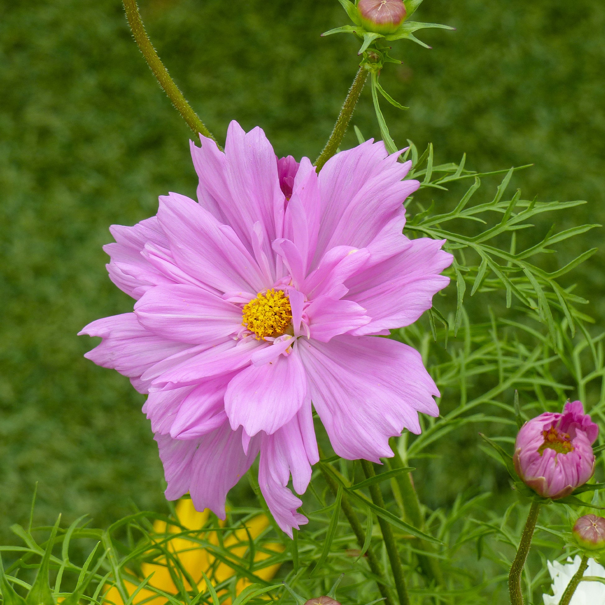 Cosmos bipinnatus 'Double Dutch Rose' - Cosmos double rose - Graines de fleurs pour massifs et bordures