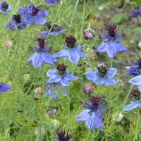 Nigella papillosa (hispanica) - Nigelle d’Espagne 'Midnight' - Graines de fleurs