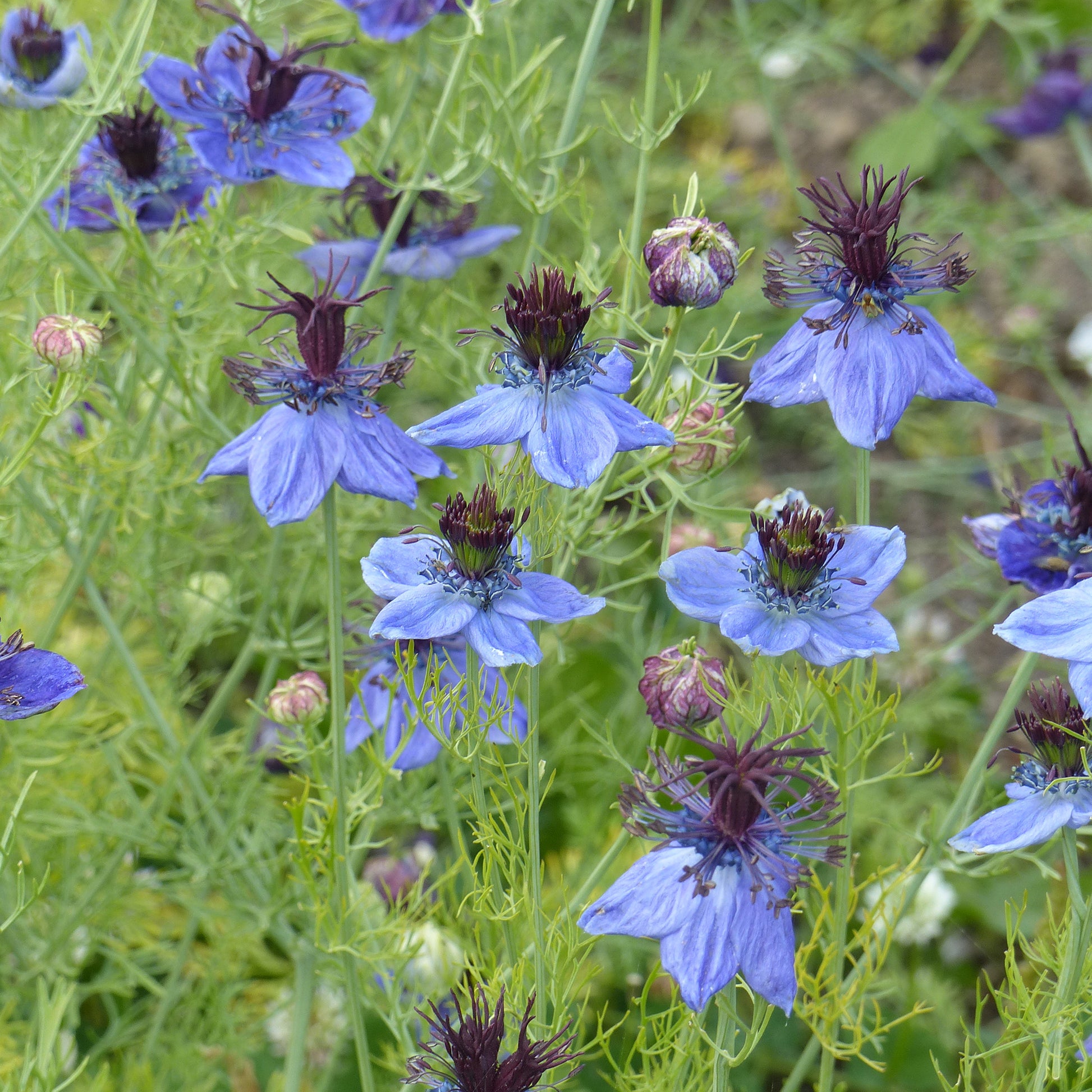 Nigella papillosa (hispanica) - Nigelle d’Espagne 'Midnight' - Graines de fleurs
