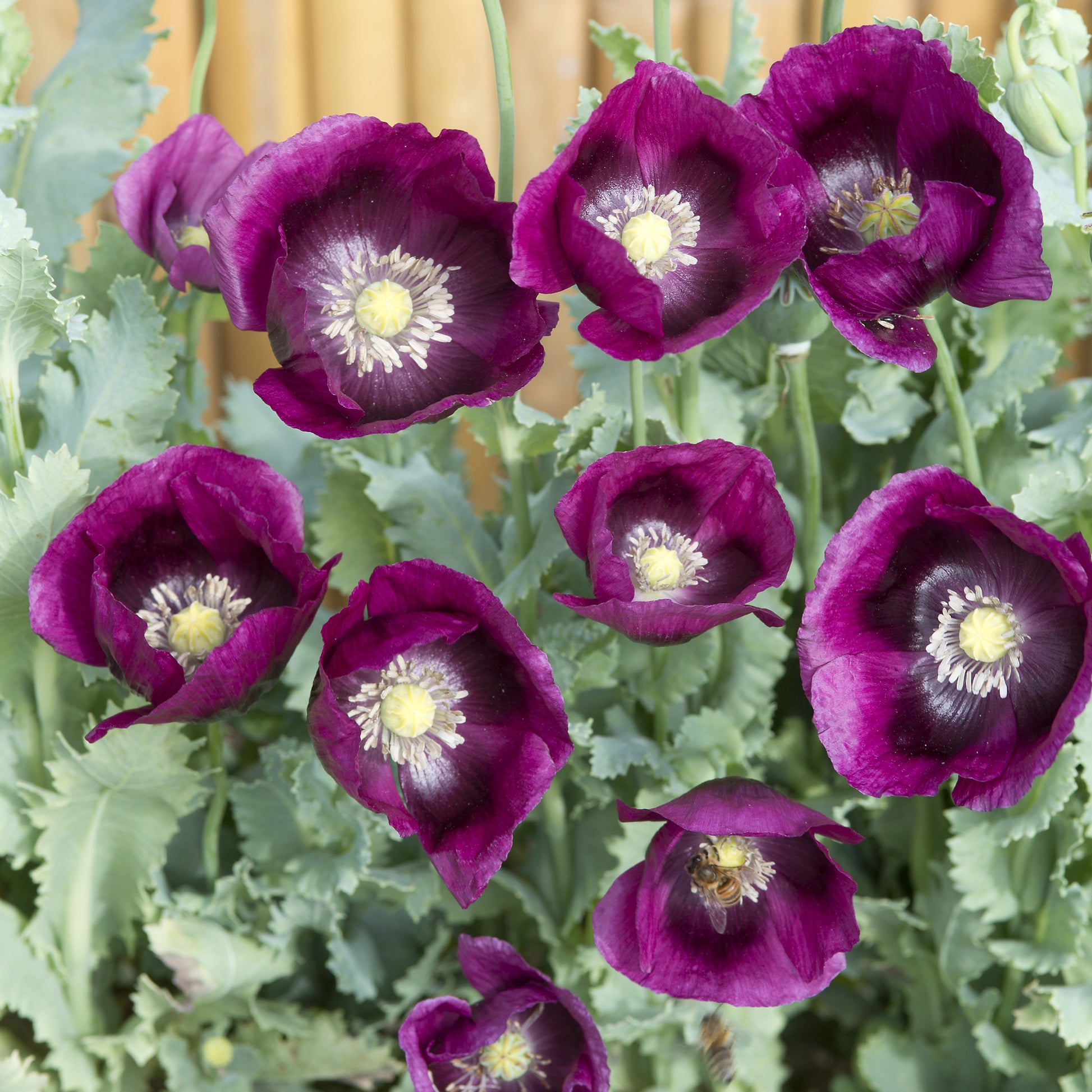 Pavot annuel Lauren's Grape - Papaver somniferum 'Lauren's Grape' - Bakker
