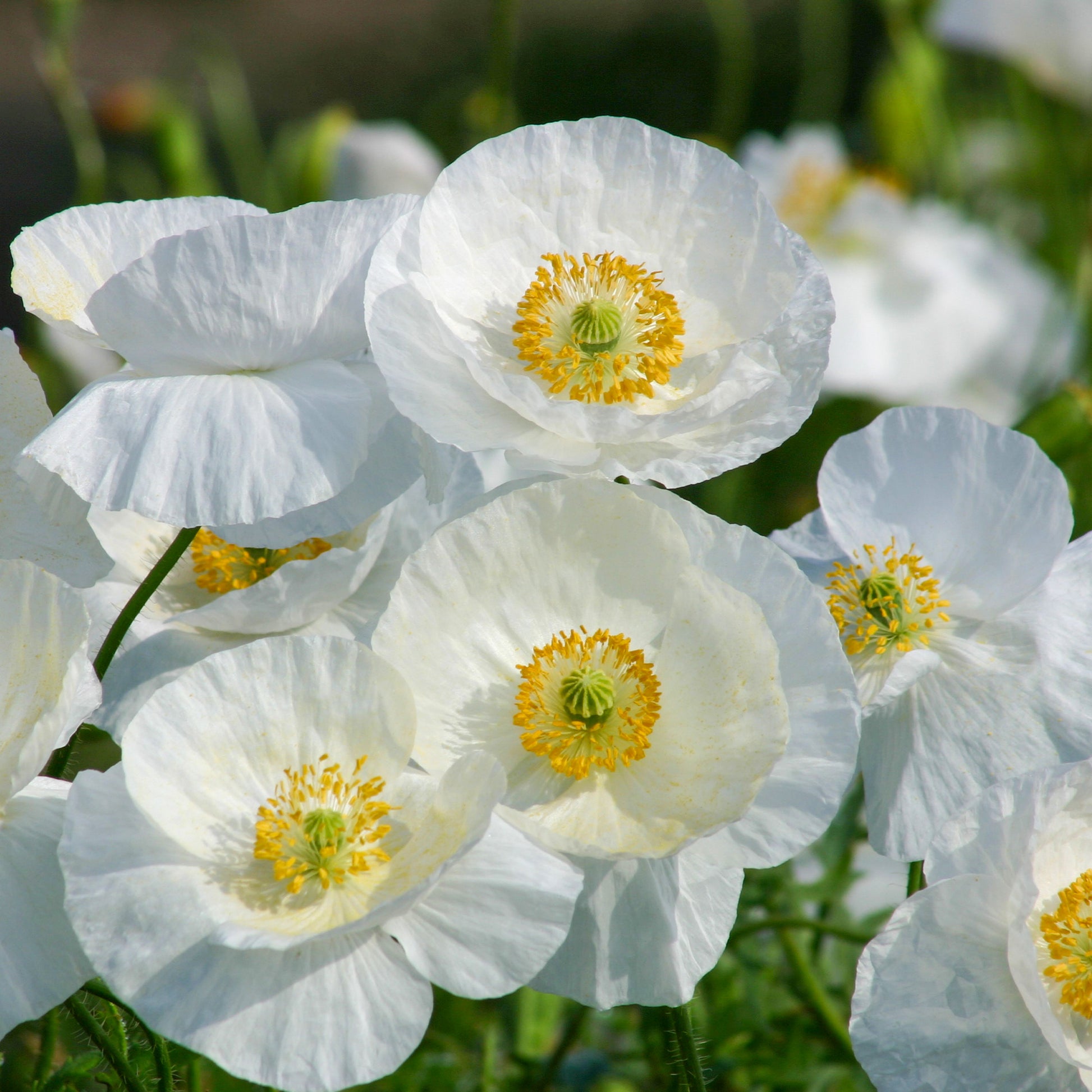 Coquelicot Bridal Silk - Papaver rhoeas 'Bridal Silk' - Bakker