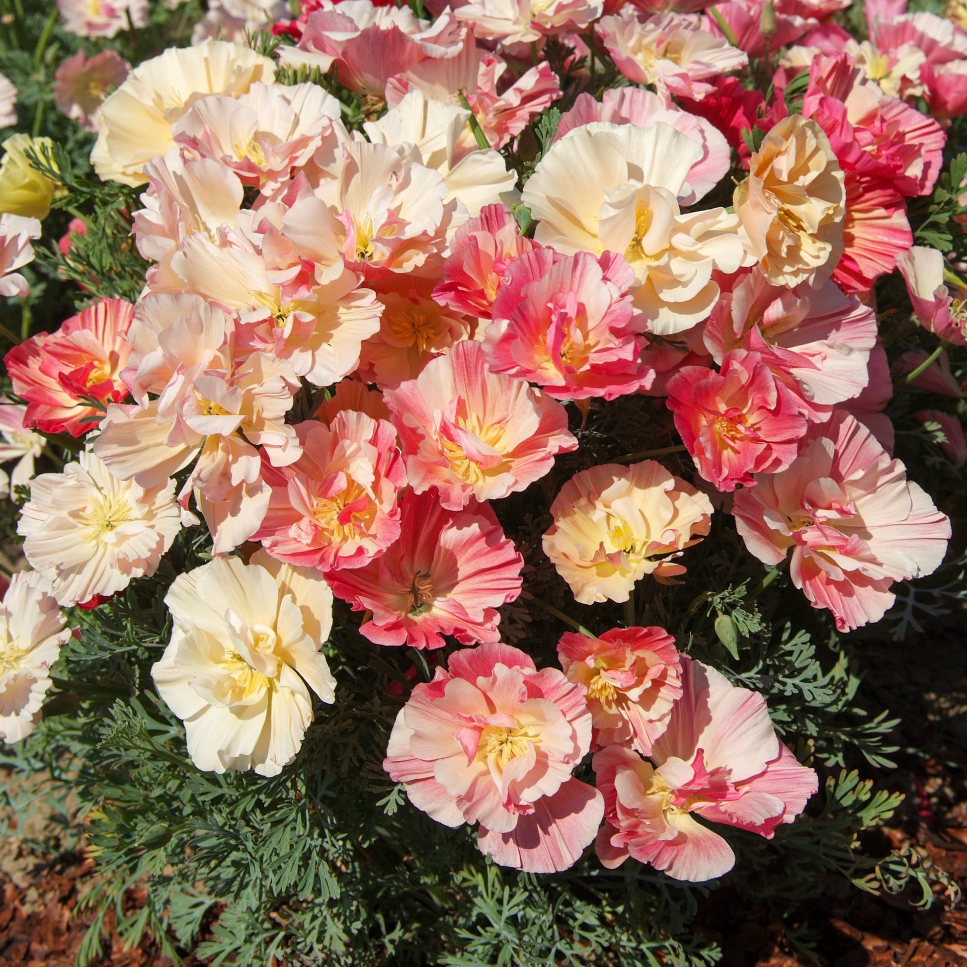 Pavot de Californie Double Appleblossom - Eschscholzia californica 'Thai Silk Appleblossom Chiffon imp.' - Bakker
