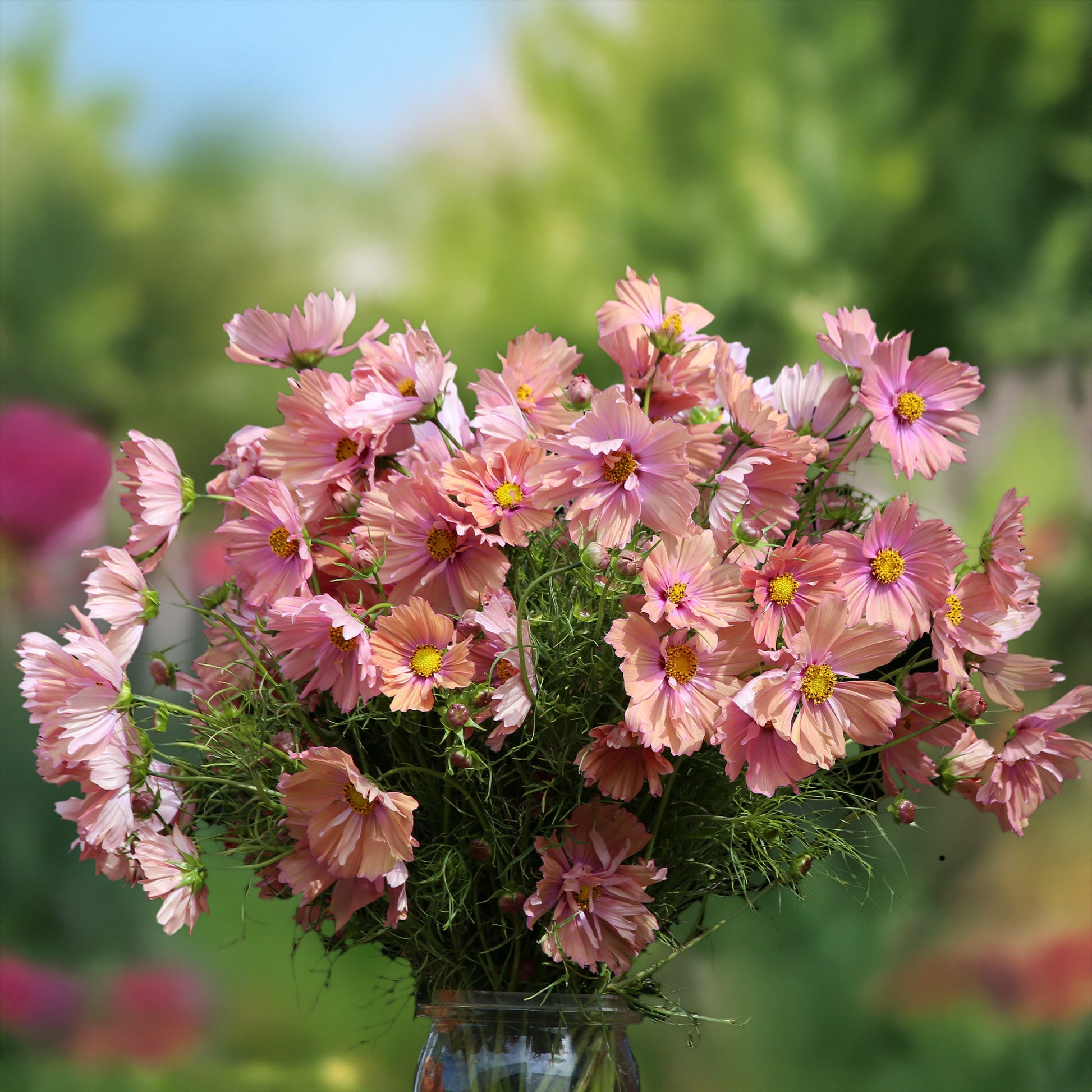 Cosmos Apricotta - Cosmos Apricotta - Graines de fleurs pour massifs et bordures
