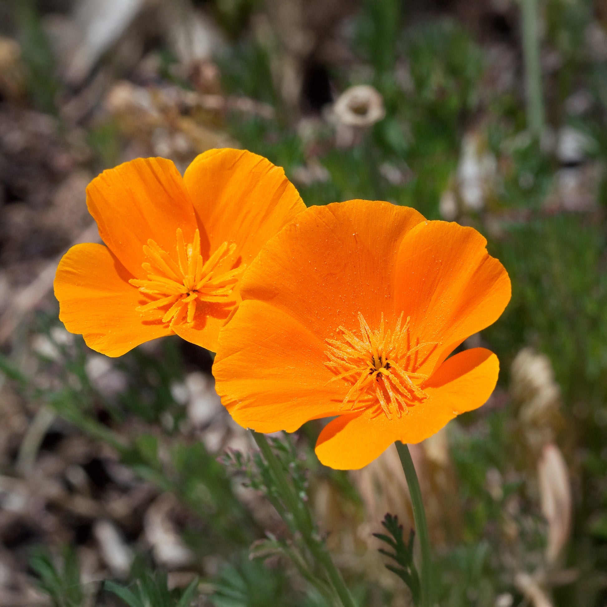 Eschscholzia californica 'Aurantiaca' - Pavot de californie  'Aurantiaca' - Graines de fleurs comestibles