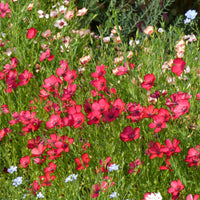 Graines de fleurs annuelles - Lin annuel rouge - Linum grandiflorum 'Rubrum'