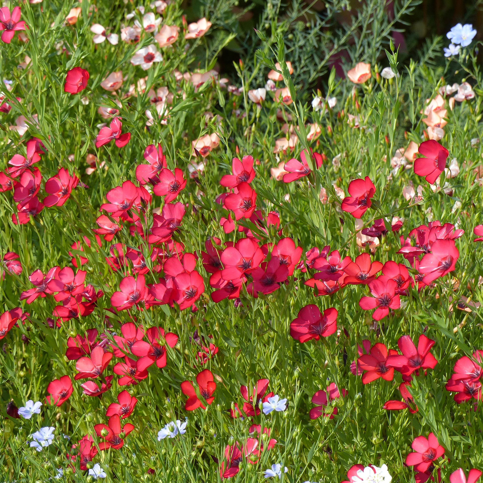Graines de fleurs annuelles - Lin annuel rouge - Linum grandiflorum 'Rubrum'