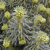 Euphorbe des garrigues - Euphorbia characias