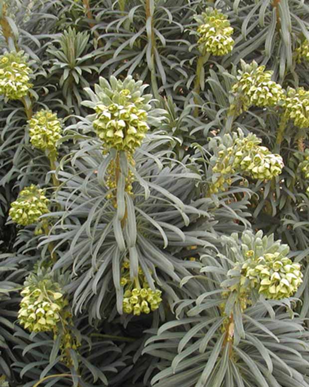 Euphorbe des garrigues - Euphorbia characias