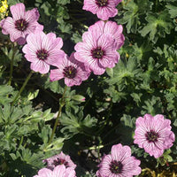 Géranium vivace Ballerina - Geranium cinereum ballerina - Plantes d'extérieur