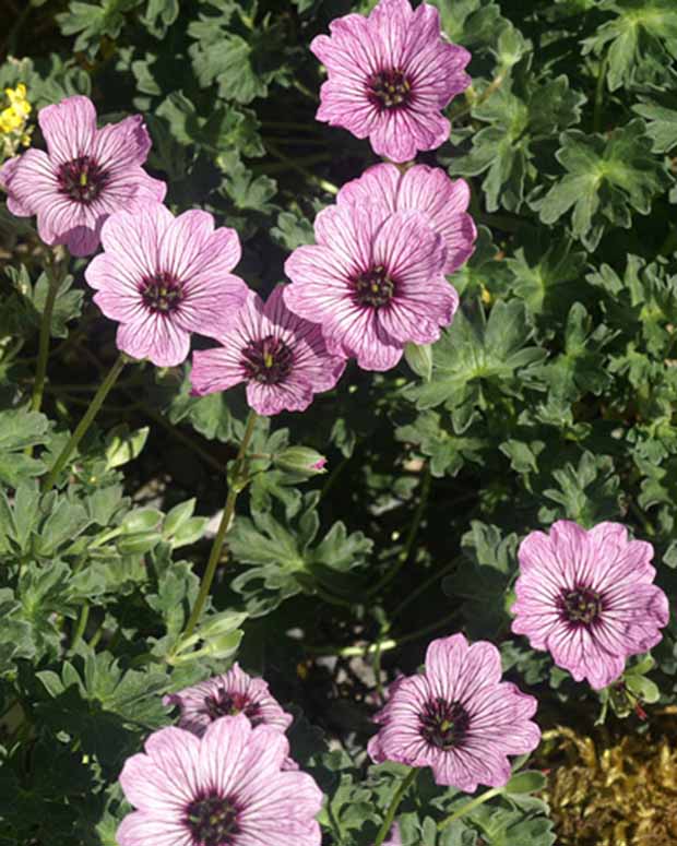 Géranium vivace Ballerina - Geranium cinereum ballerina - Plantes vivaces