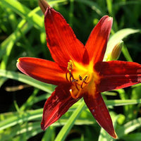 Hémérocalle Sammy Russell - Hemerocallis sammy russell - Bakker
