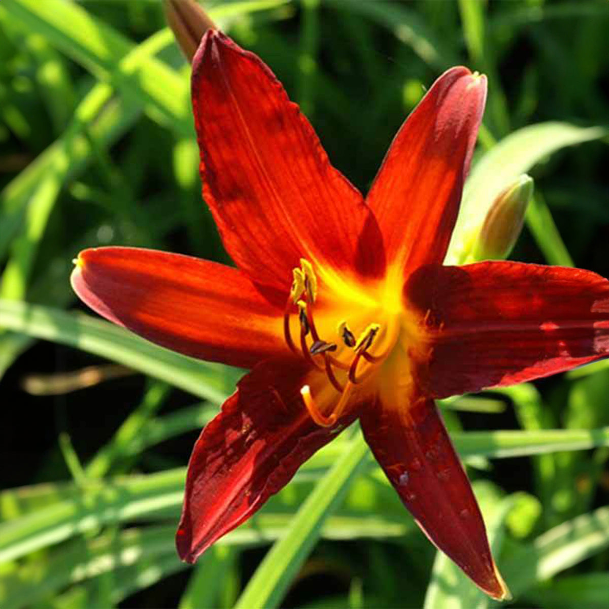 Hémérocalle Sammy Russell - Hemerocallis sammy russell - Bakker