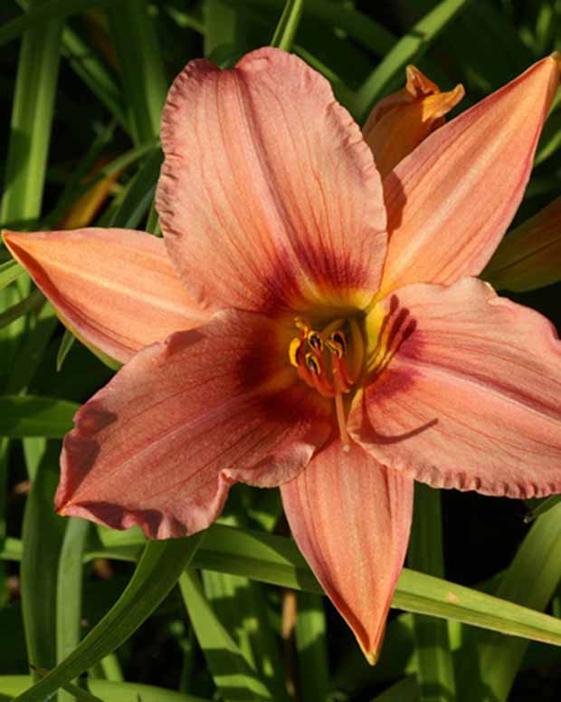 Hémérocalle Accepted Dare Lys d'un jour - Hemerocallis accepted dare - Plantes d'extérieur