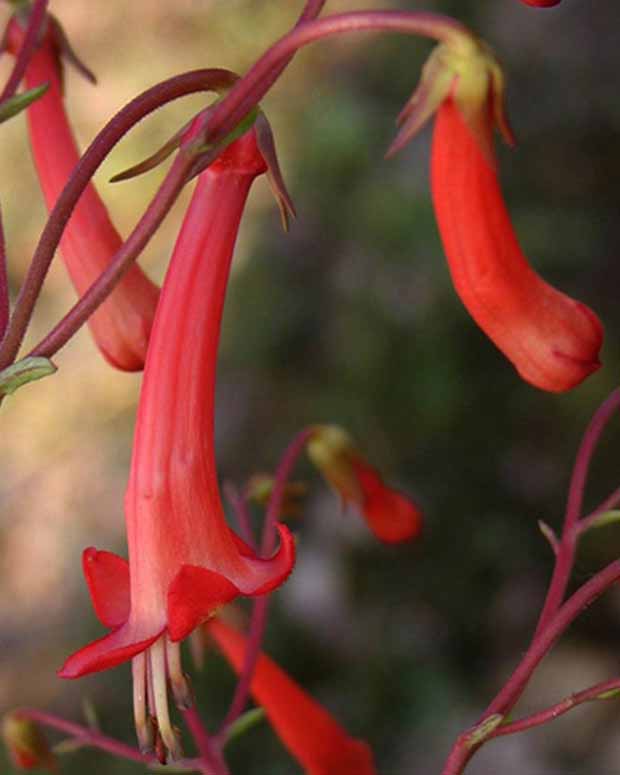 Fuchsia du Cap - Phygelius capensis - Plantes d'extérieur