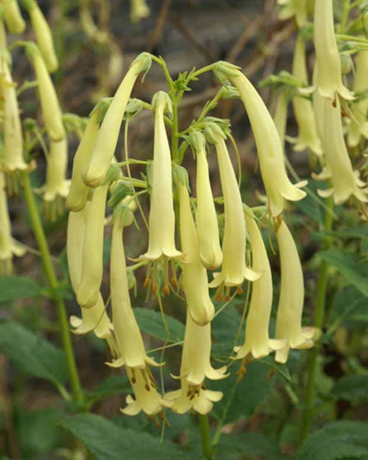 Fuschia du Cap Moonraker - Phygelius rectus moonraker - Plantes d'extérieur