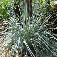 Elymus magellanicus - Agropyron - Elymus magellanicus (agropyron) - Plantes d'extérieur