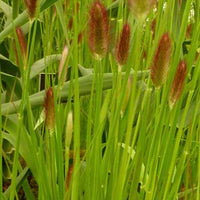 Pennisetum thunbergii red buttons (massaicum)