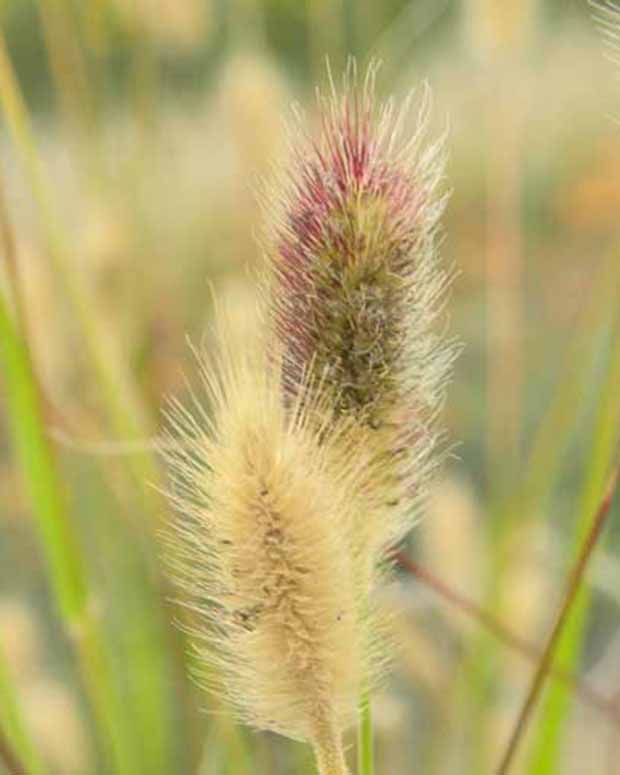 Herbe aux écouvillons de Thunberg Red Buttons - Pennisetum