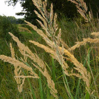 Roseau des bois - Calamagrostis epigejos - Plantes d'extérieur