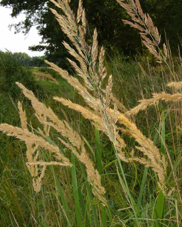 Roseau des bois - Calamagrostis epigejos - Plantes d'extérieur