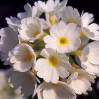 Primevère denticulée blanche - Primula denticulata alba - Plantes d'extérieur