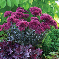 Sedum Thunderhead - Bakker