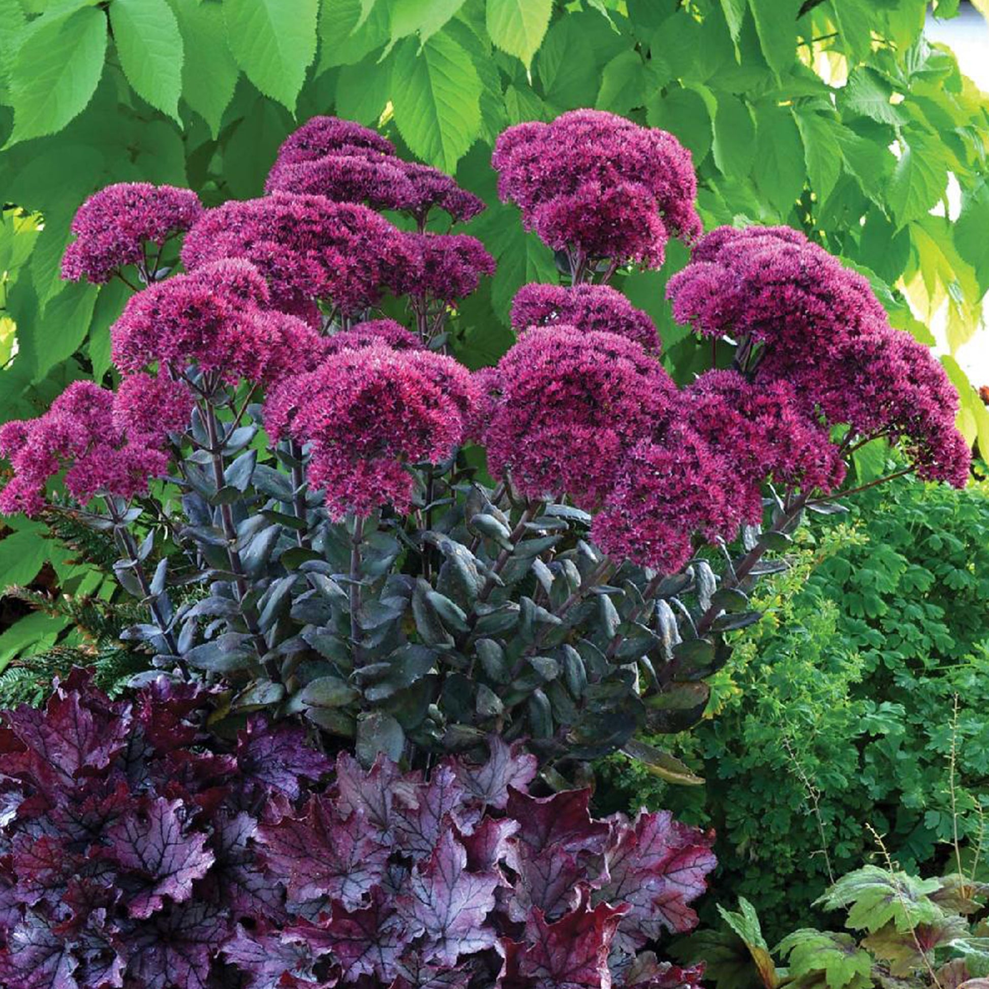 Sedum Thunderhead - Bakker