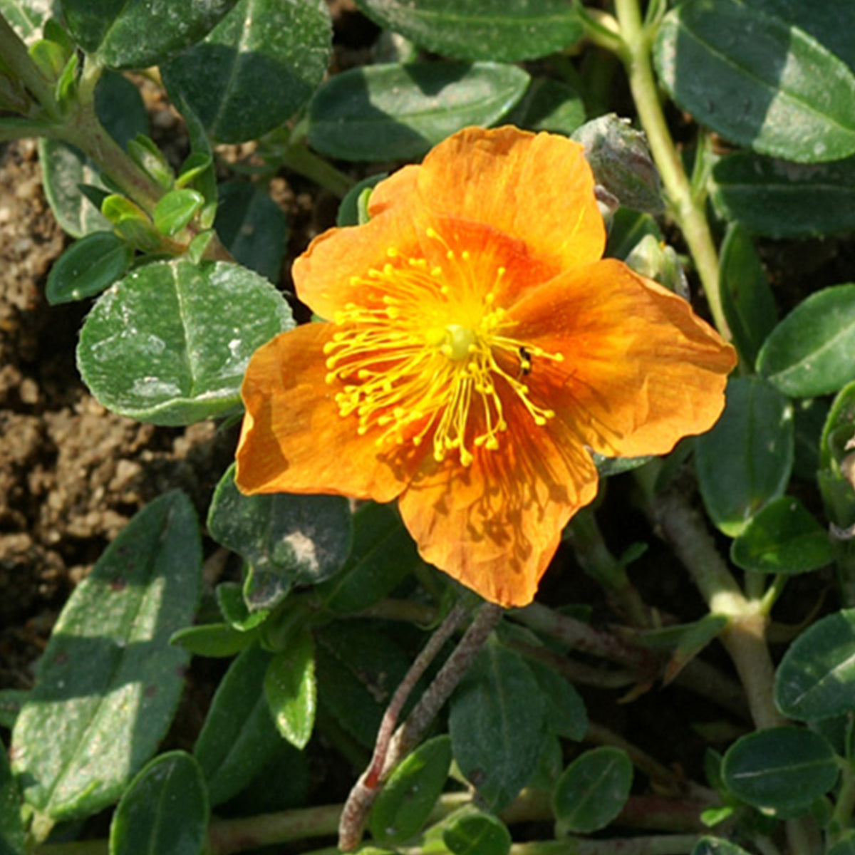 Helianthemum Bronzeteppich - Hélianthème Bronzeteppich - Hélianthèmes