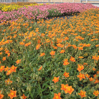 Hélianthème Bronzeteppich - Helianthemum bronzeteppich - Bakker