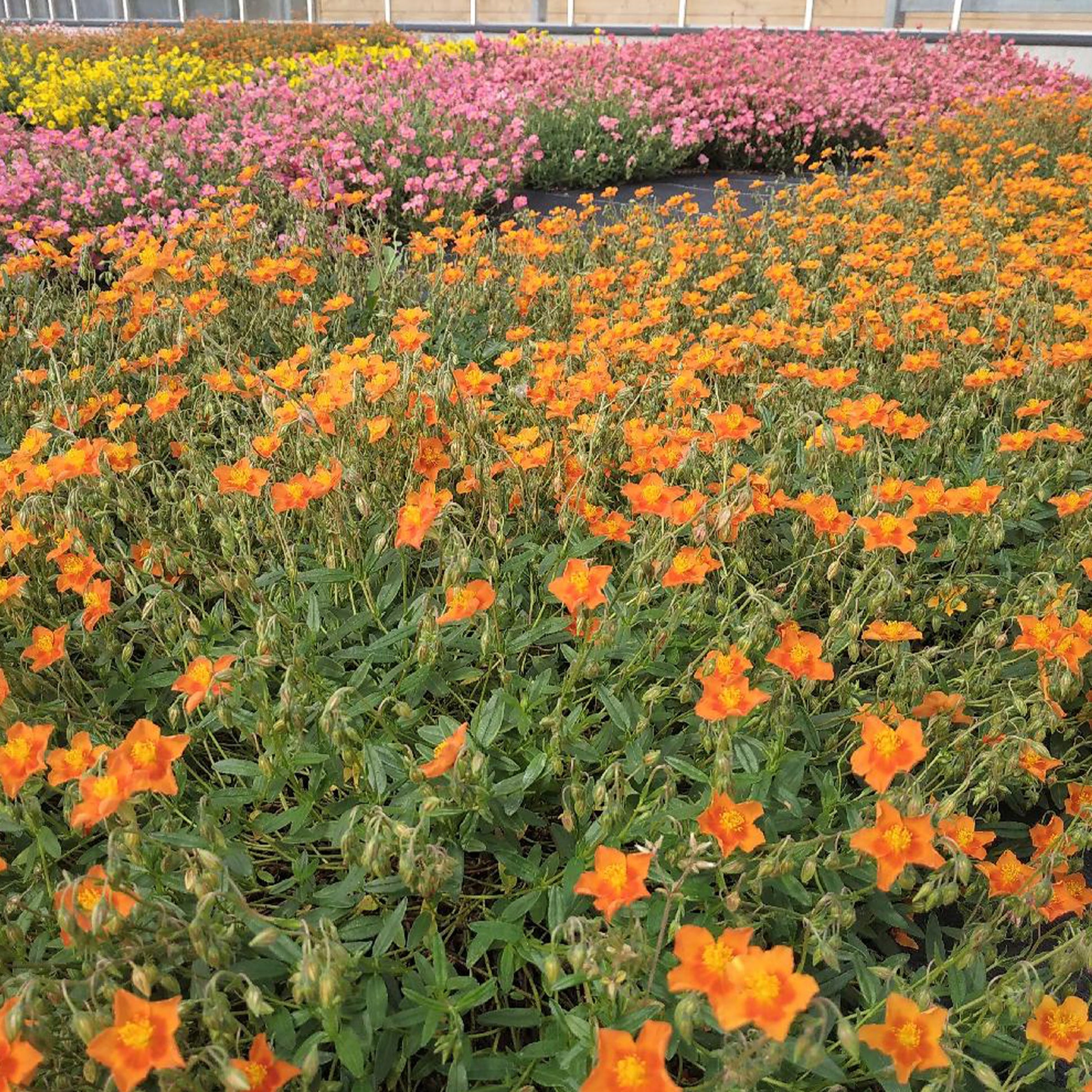 Hélianthème Bronzeteppich - Helianthemum bronzeteppich - Bakker