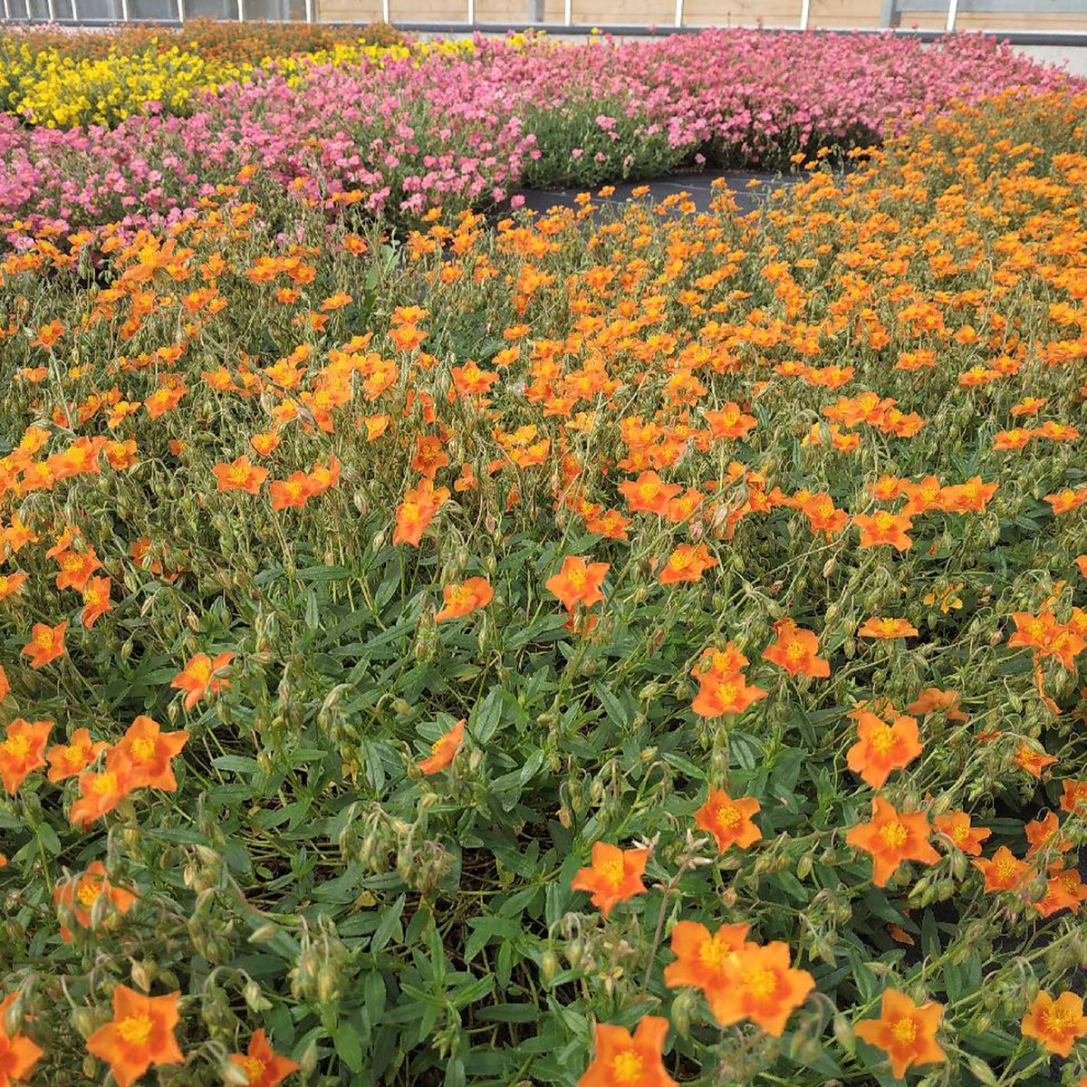 Hélianthème Bronzeteppich - Helianthemum Bronzeteppich - Bakker