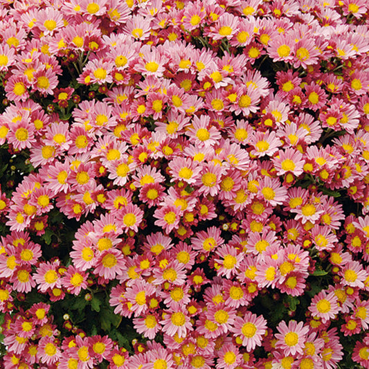 Chrysanthème du Pacifique Bengo Rosa - Bakker