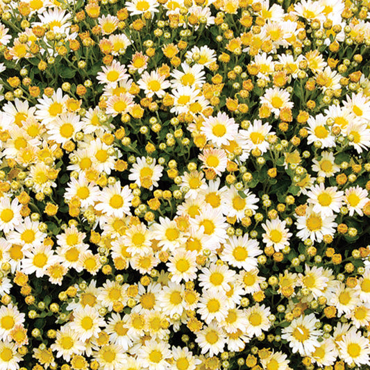 Chrysanthème du pacifique Bengo Weiss - Bakker