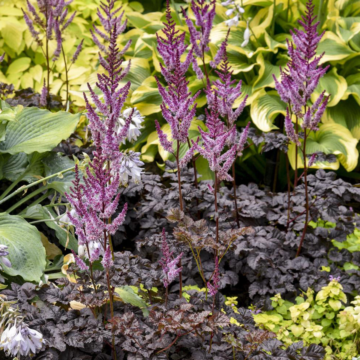 Astilbe chinensis Dark Side of the Moon ® - Astilbe Darkside Of The Moon® - Astilbe
