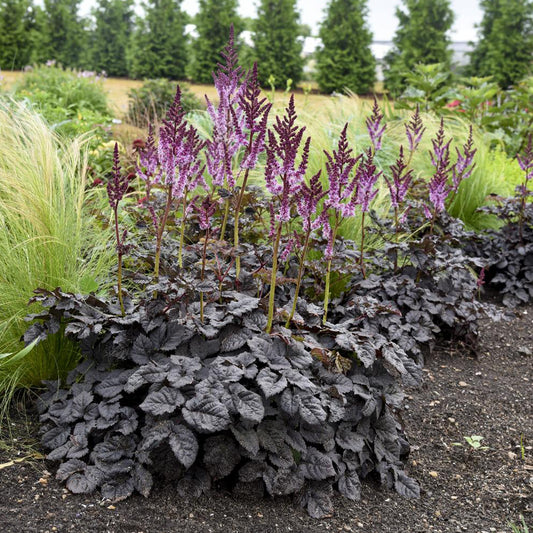 Astilbe Darkside Of The Moon® - Bakker