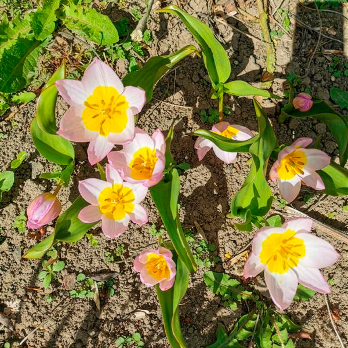 10 Tulipes botaniques Lilac Wonder - Tulipa Lilac Wonder - Bakker