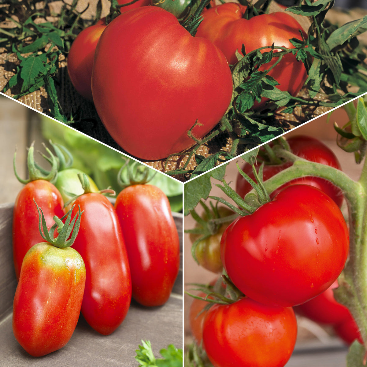 Collection 3 tomates savoureuses (Coeur de Boeuf, Saint Pierre, San M - Bakker