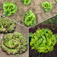 Collection de 3 salades Batavia - Bakker