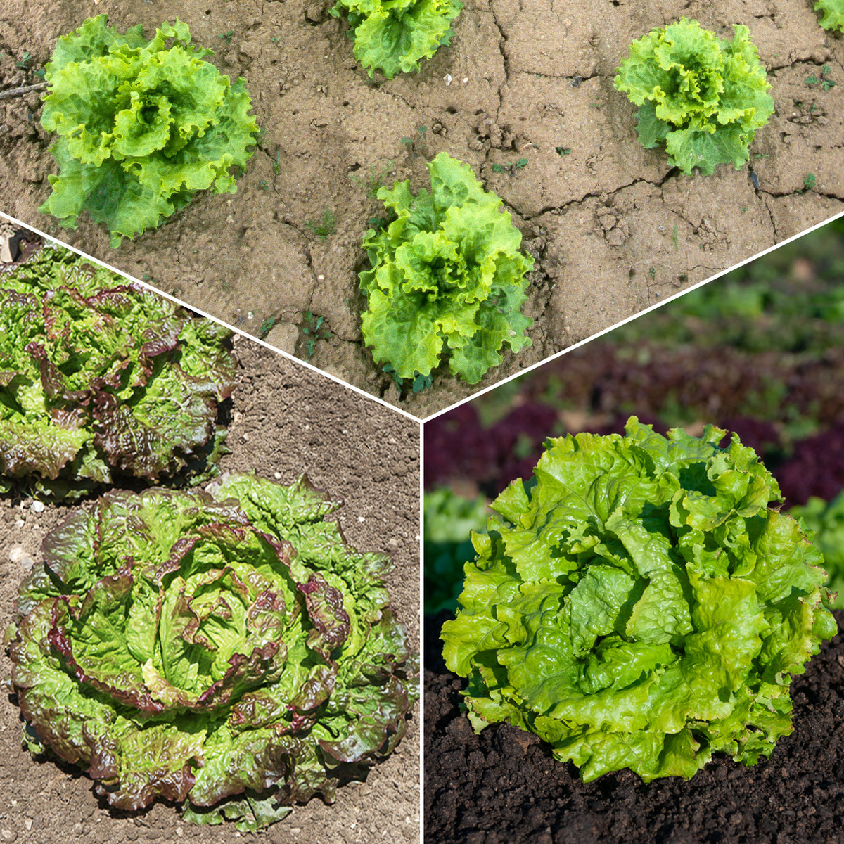 Collection de 3 salades Batavia - Bakker