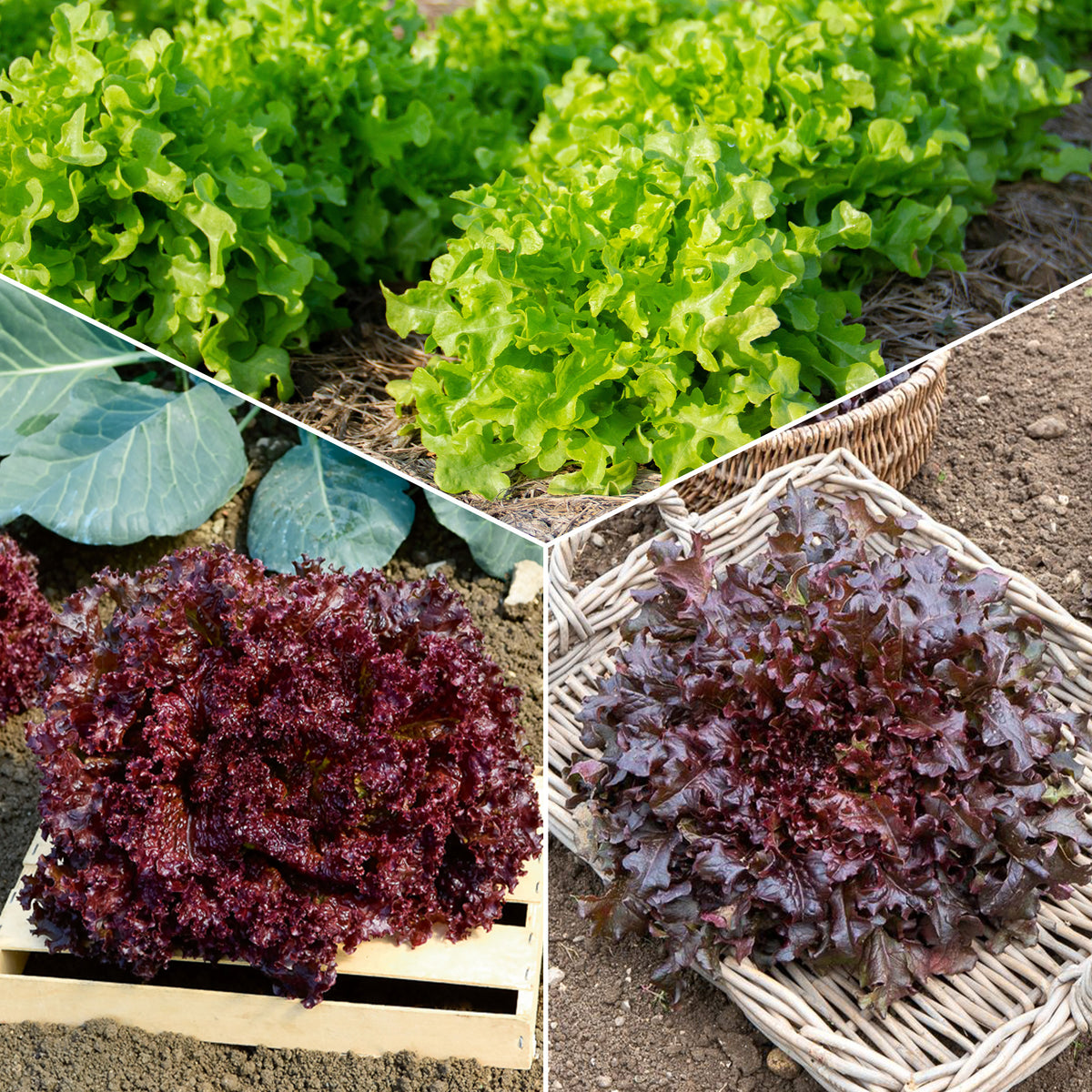 Collection de salades à couper - Bakker