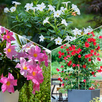 Dipladenia - 3 Jasmins du Brésil - Dipladenia en mélange - Jasmin du Chili - Mandevilla
